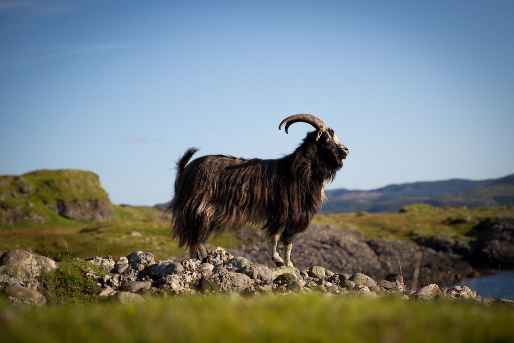 Feral Goat, Kerrera